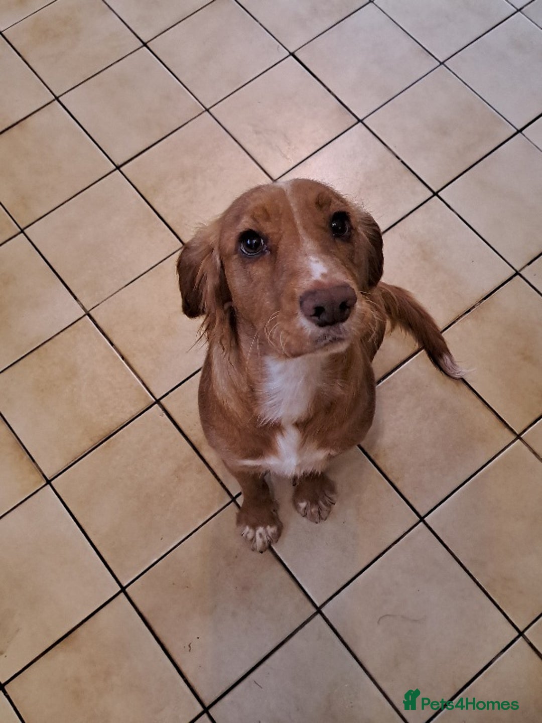 Cocker Spaniel dogs for sale: Potentially looking for a home  - Advert 1