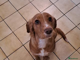 Cocker Spaniel dogs Potentially looking for a home - Advert 16