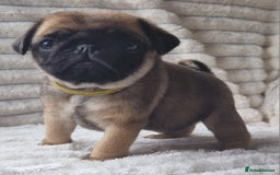 Pug dogs for stud: Kc registered tiny black pug for stud - Image 7