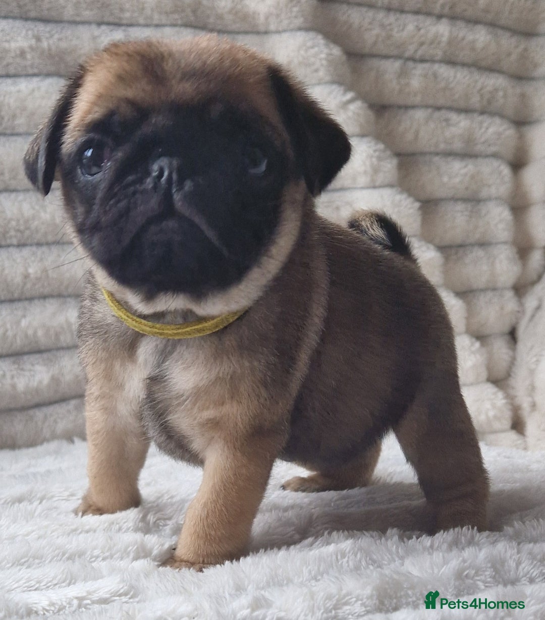 Pug dogs for stud: Kc registered tiny black pug for stud - Image 7