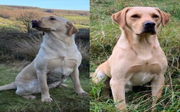Labrador Retriever dogs for sale: Pretty Perfect Labrador Puppies- Ready in December - Image 3