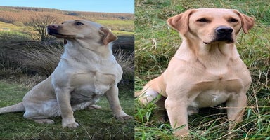 Labrador Retriever dogs - Advert 9