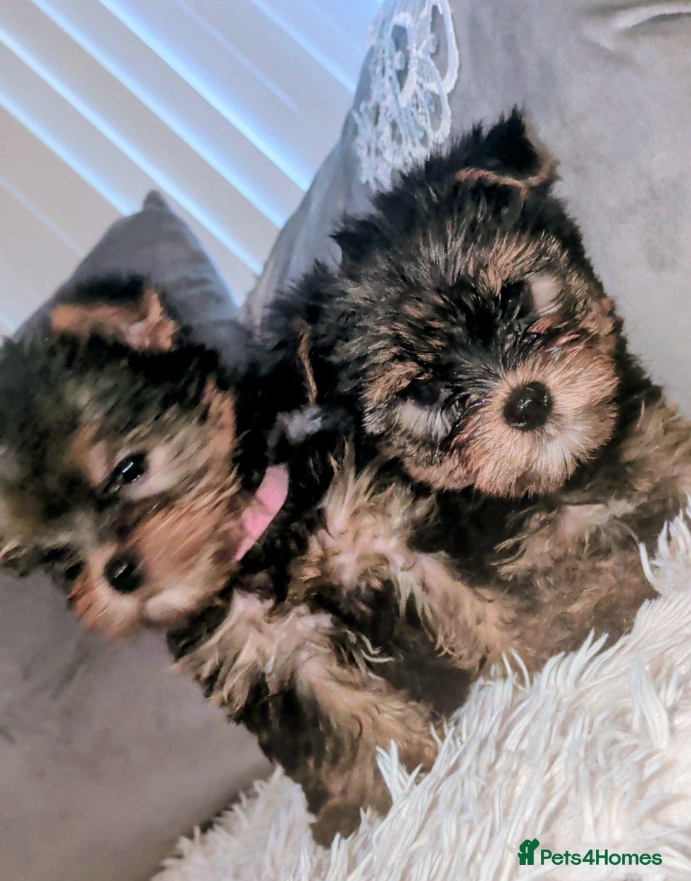 Yorkshire Terrier dogs Yorkshire terrier puppies for sale  - Advert 1