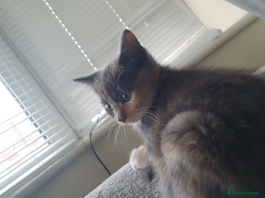 Mixed Breed cats for sale: Ragdoll cross kittens in Hereford - Image 18