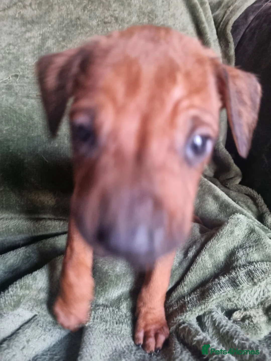 Rhodesian Ridgeback dogs for sale: RHODESIAN RIDGEBACKS PUPPIES  - Advert 2