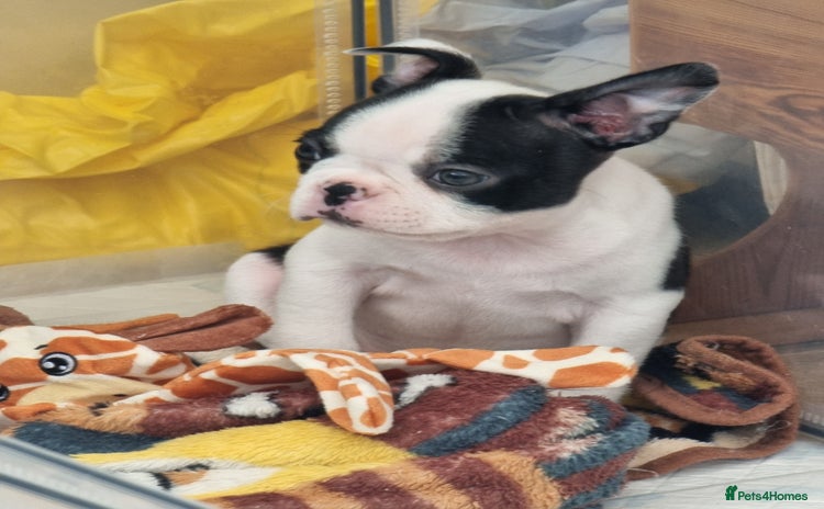 Boston Terrier dogs - Advert 1