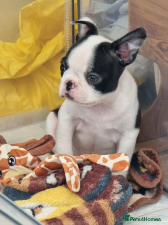 Boston Terrier dogs - Advert 3