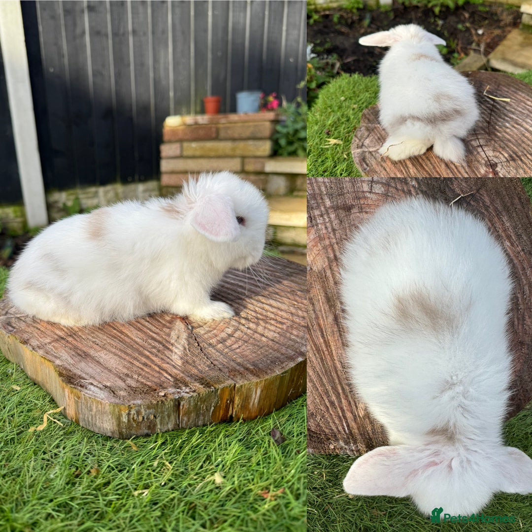 Mini Lop rabbits for sale: Baby Mini lop boy available  - Advert 2