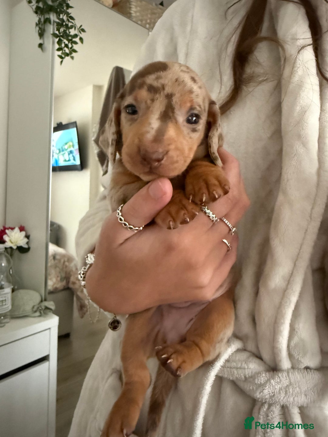 Dachshund dogs for sale: Beautiful litter of dachshund puppy’s  - Image 15