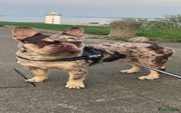 French Bulldog dogs for stud: Stud dog - Image 1
