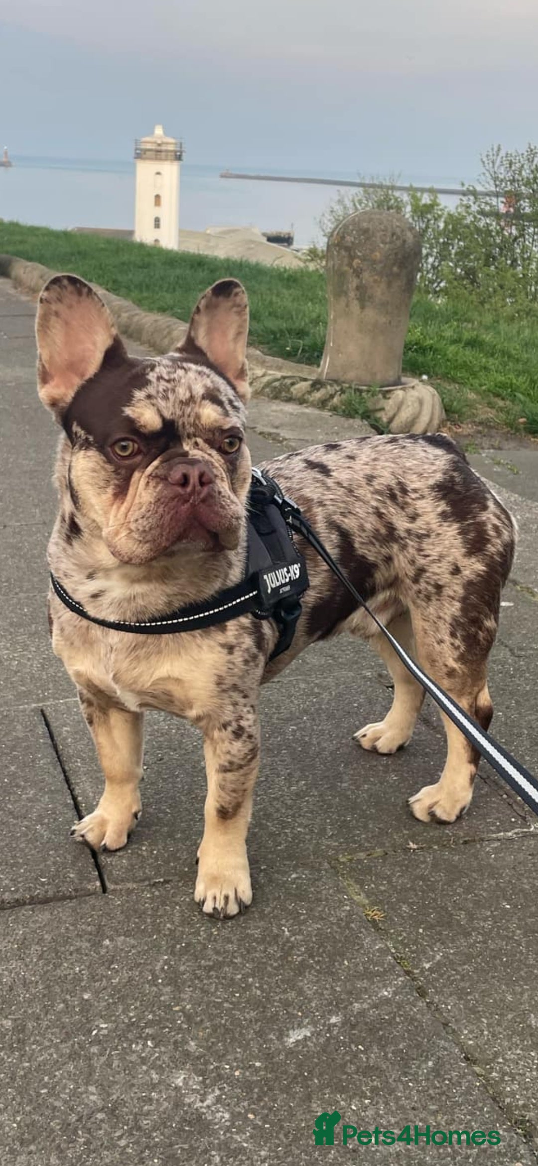 French Bulldog dogs for stud: Stud dog - Image 1
