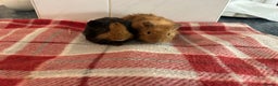 Guinea Pig rodents for sale: Beautiful baby guinea pigs  - Advert 9