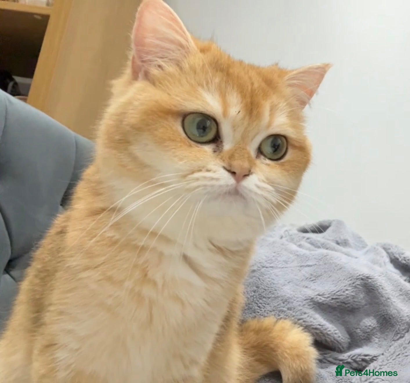 British Shorthair cats Flora - Advert 2