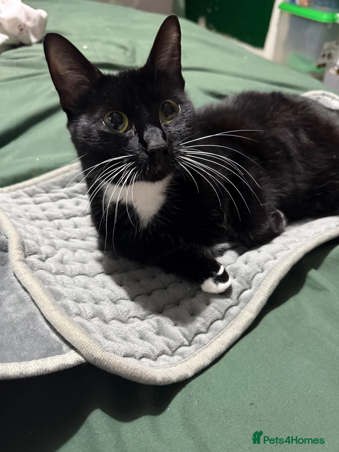 Bombay cats for sale: 6 cuddly kittens🖤 in Chatham - Advert 2