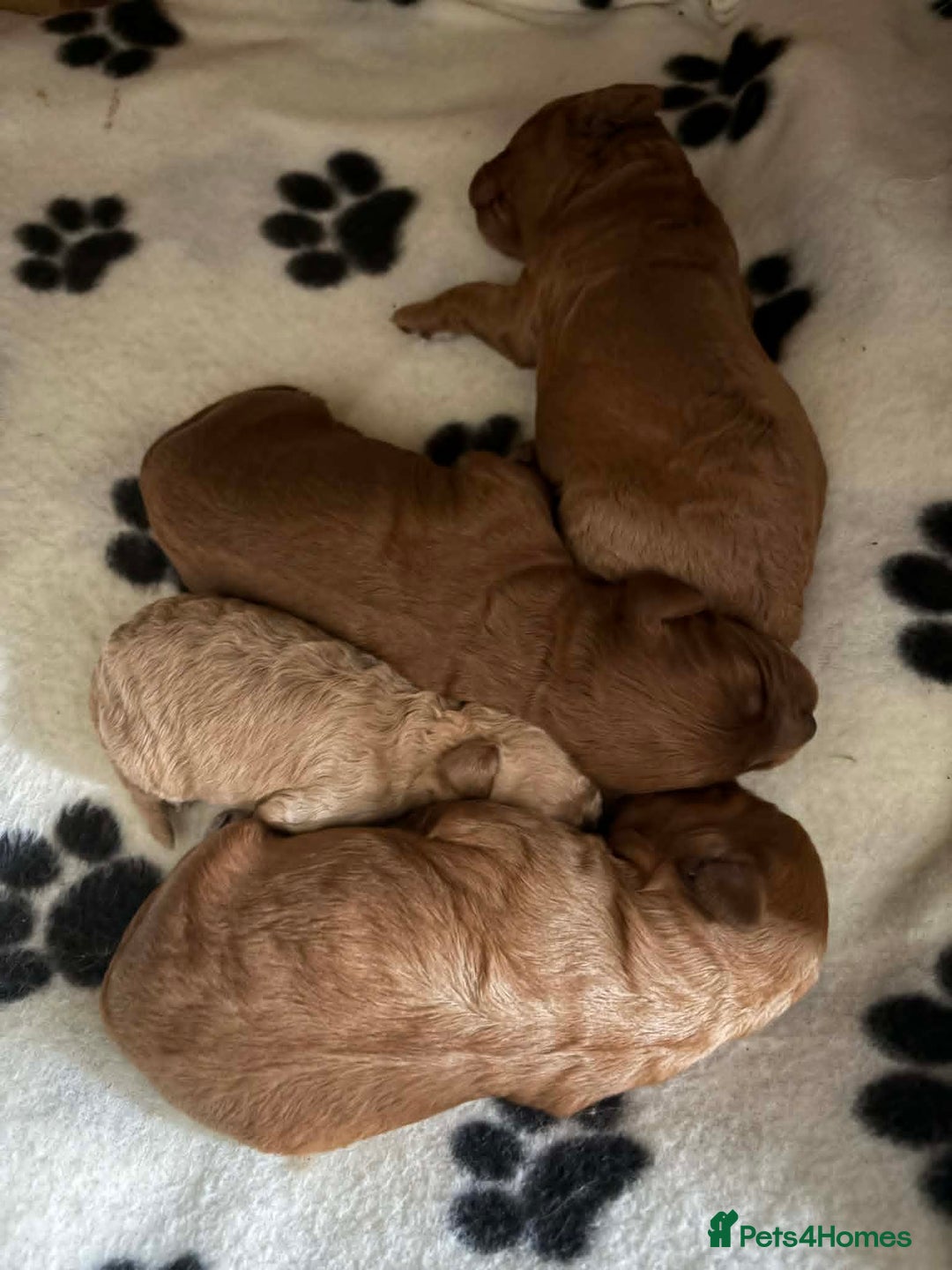 Cavapoo dogs for sale: Beautiful F1B Teddy Cavapoo Puppies - Advert 10