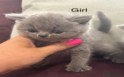 British Shorthair cats for sale: Pedigree GCCF BSH kittens ready in 2 weeks time !! - Image 21
