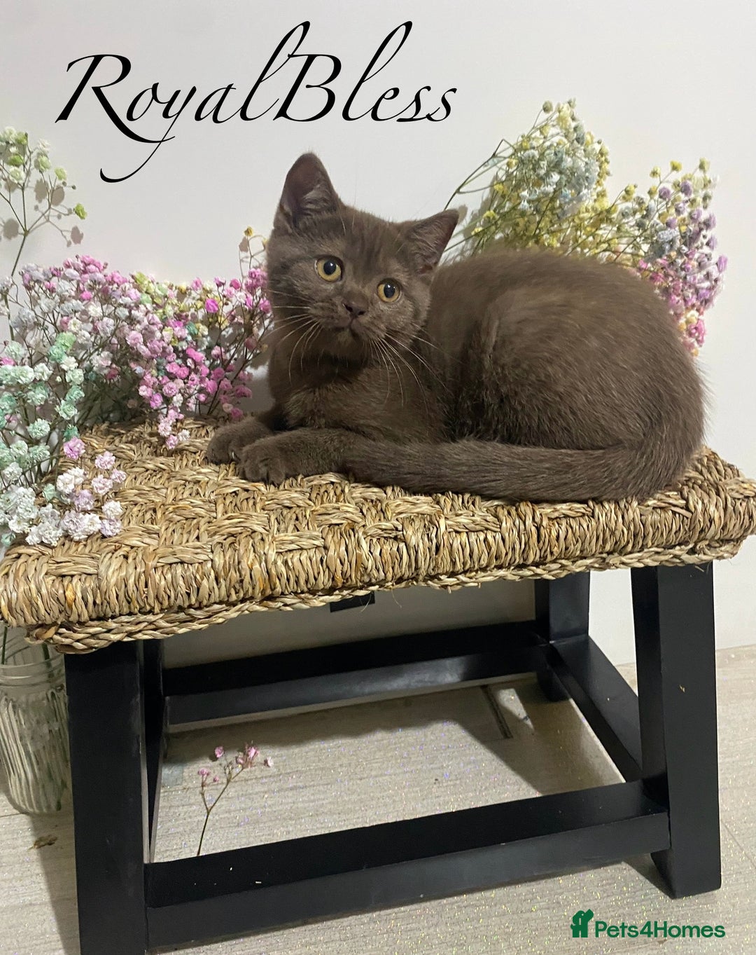 British Shorthair cats for sale: British Shorthair Gorgeous BROWN GIRL READY NOW - Image 4