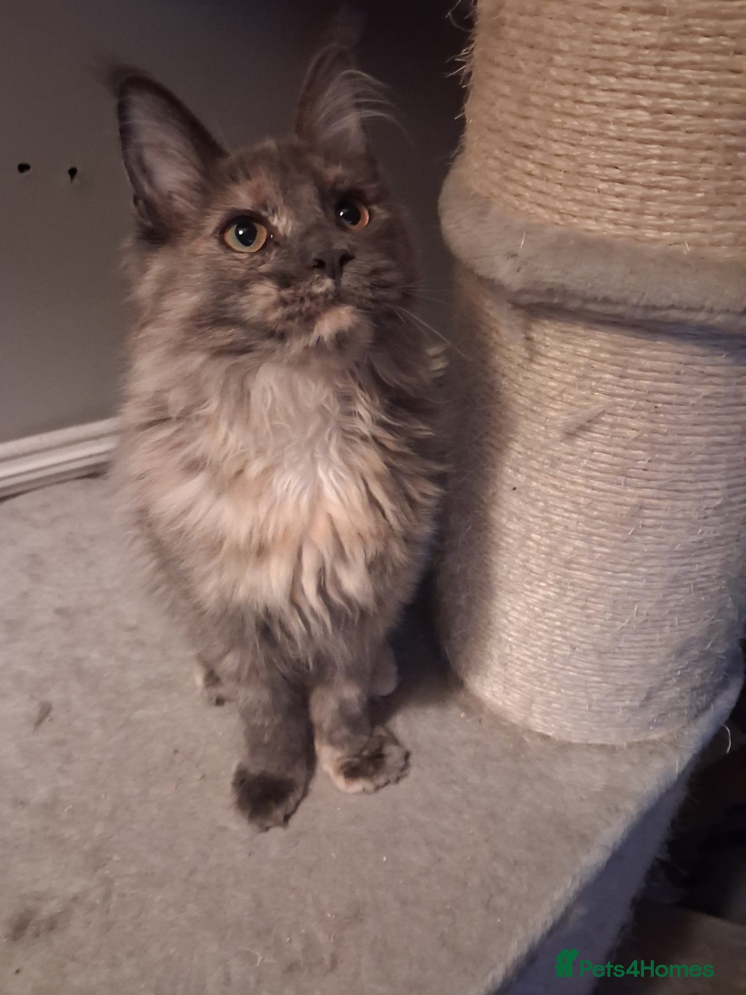 Maine Coon cats Tica registered Maine Coon kittens - Advert 2
