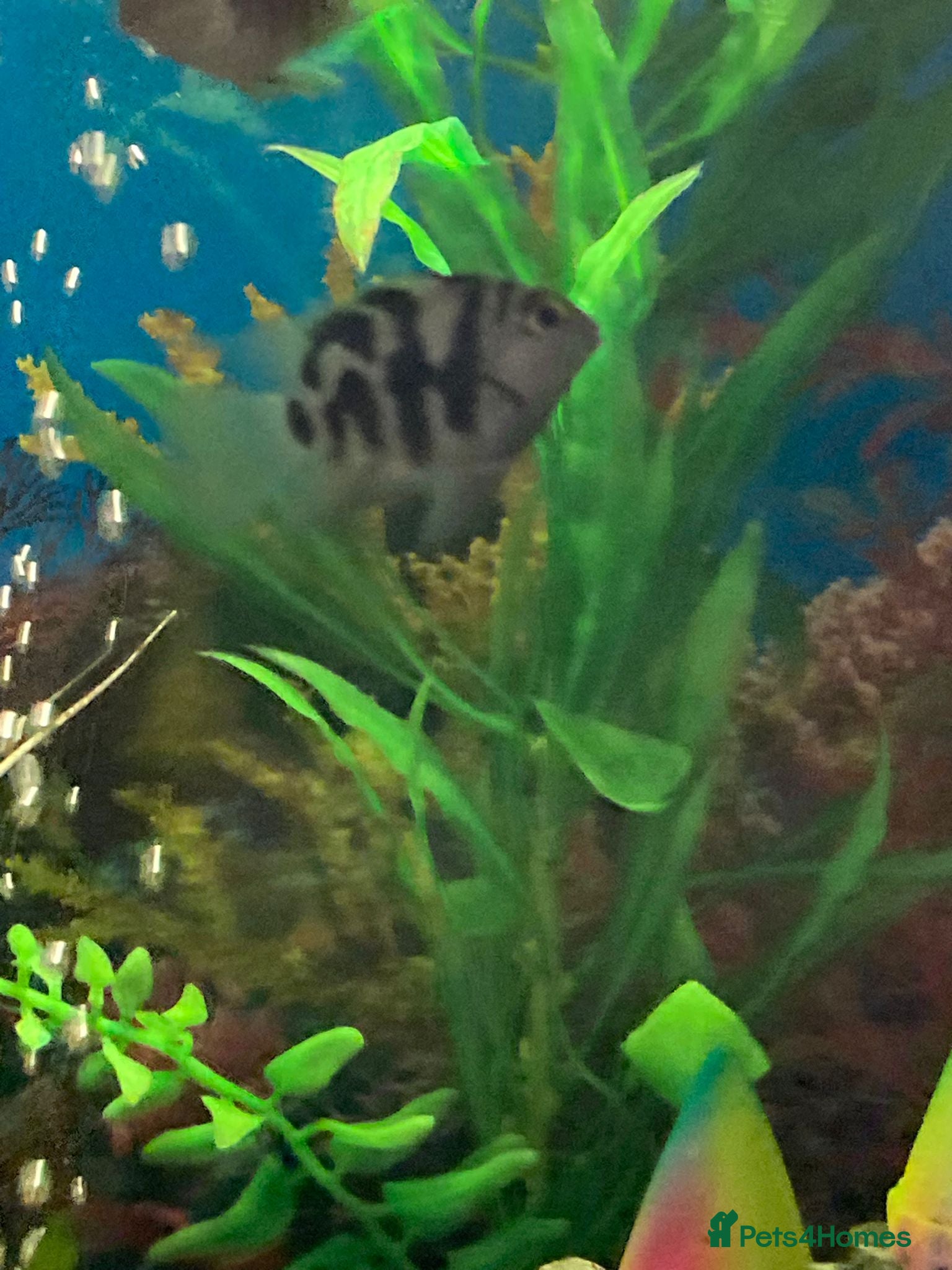 Cichlids fish Blue polar parrot hybrid cichlids  - Advert 10