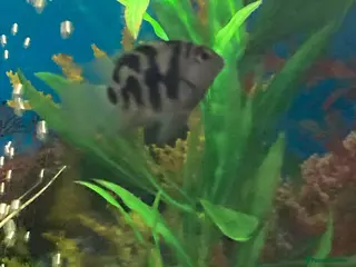 Cichlids fish Blue polar parrot hybrid cichlids - Advert 2