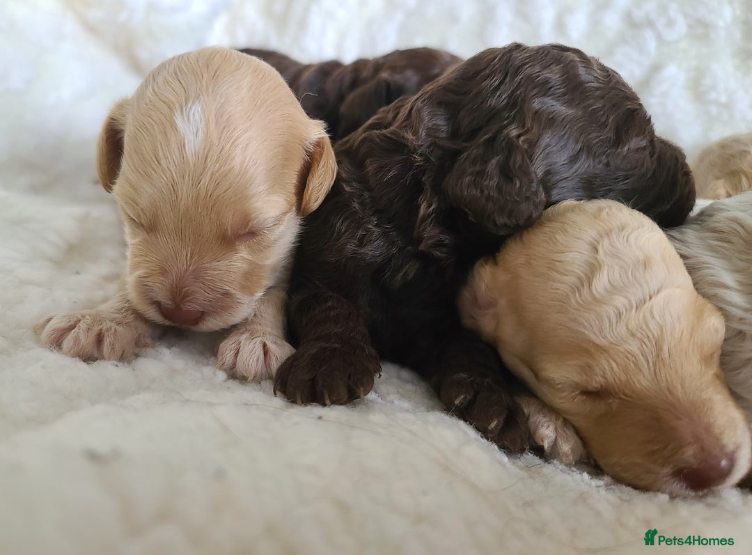 Cockapoo dogs for sale: F1b Cockapoos. Boys & Girls. DNA HEALTH TESTED - Image 16
