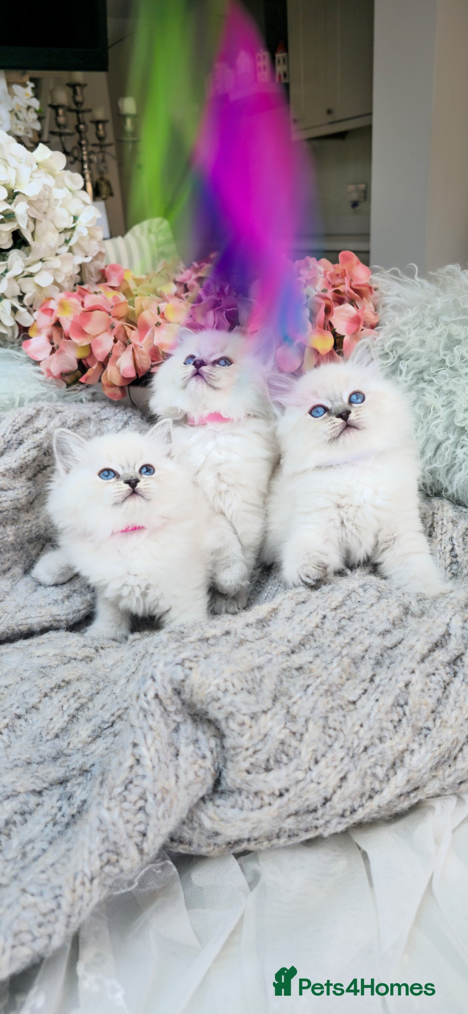 Ragdoll cats PURE RAGDOLL KITTENS - Advert 9