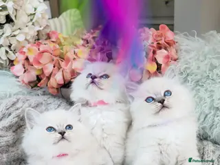 Ragdoll cats PURE RAGDOLL KITTENS - Advert 1