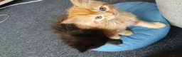 Himalayan cats for sale: Beautiful kittens  - Advert 5