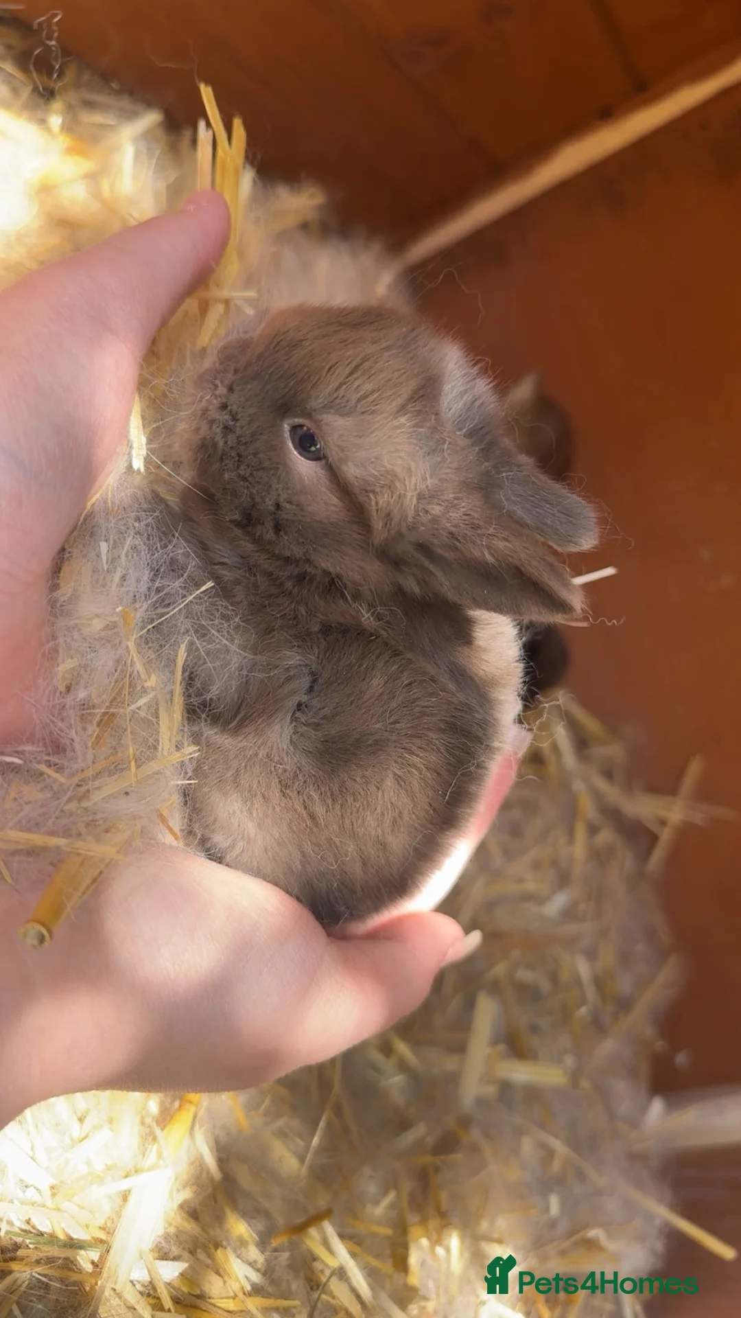 Netherland Dwarf rabbits for sale: Netherland Dwarft x Dwarf Lop in Bristol - Advert 2