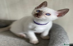 Siamese cats for sale: Stunning GCCF Registered Traditional Siamese.  - Image 12