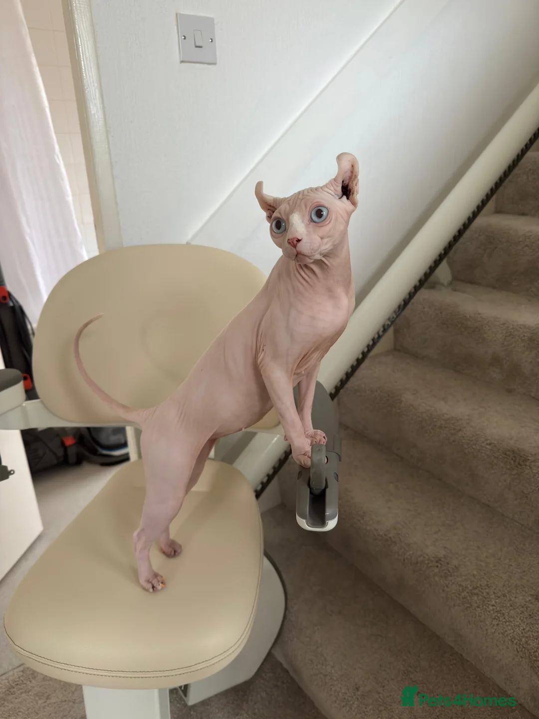 Sphynx cats for sale: Sphynx Kittens - Advert 1