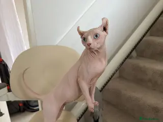 Sphynx cats Sphynx Kittens - Advert 7