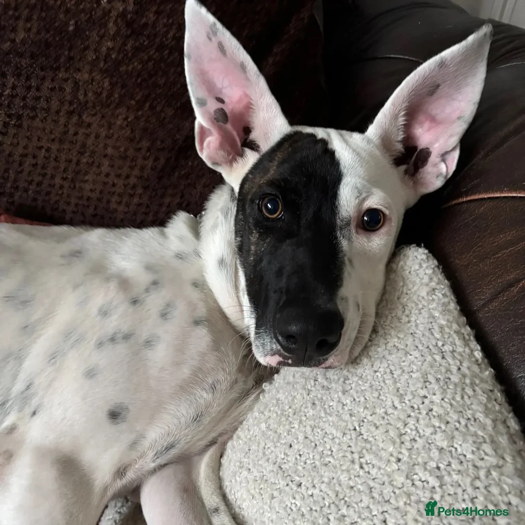 Mixed Breed dogs for adoption: Pika (Shepherd/Staffie mix) - Image 2