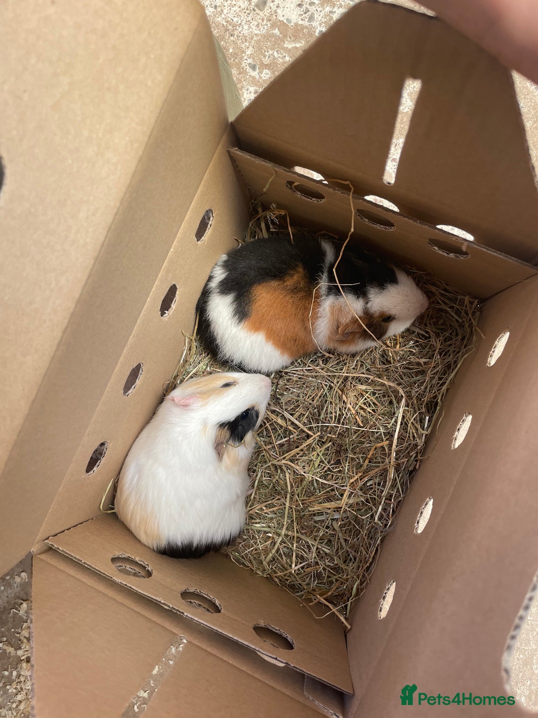 Guinea Pig rodents for sale: 2 bonded male guinea pigs - Advert 14