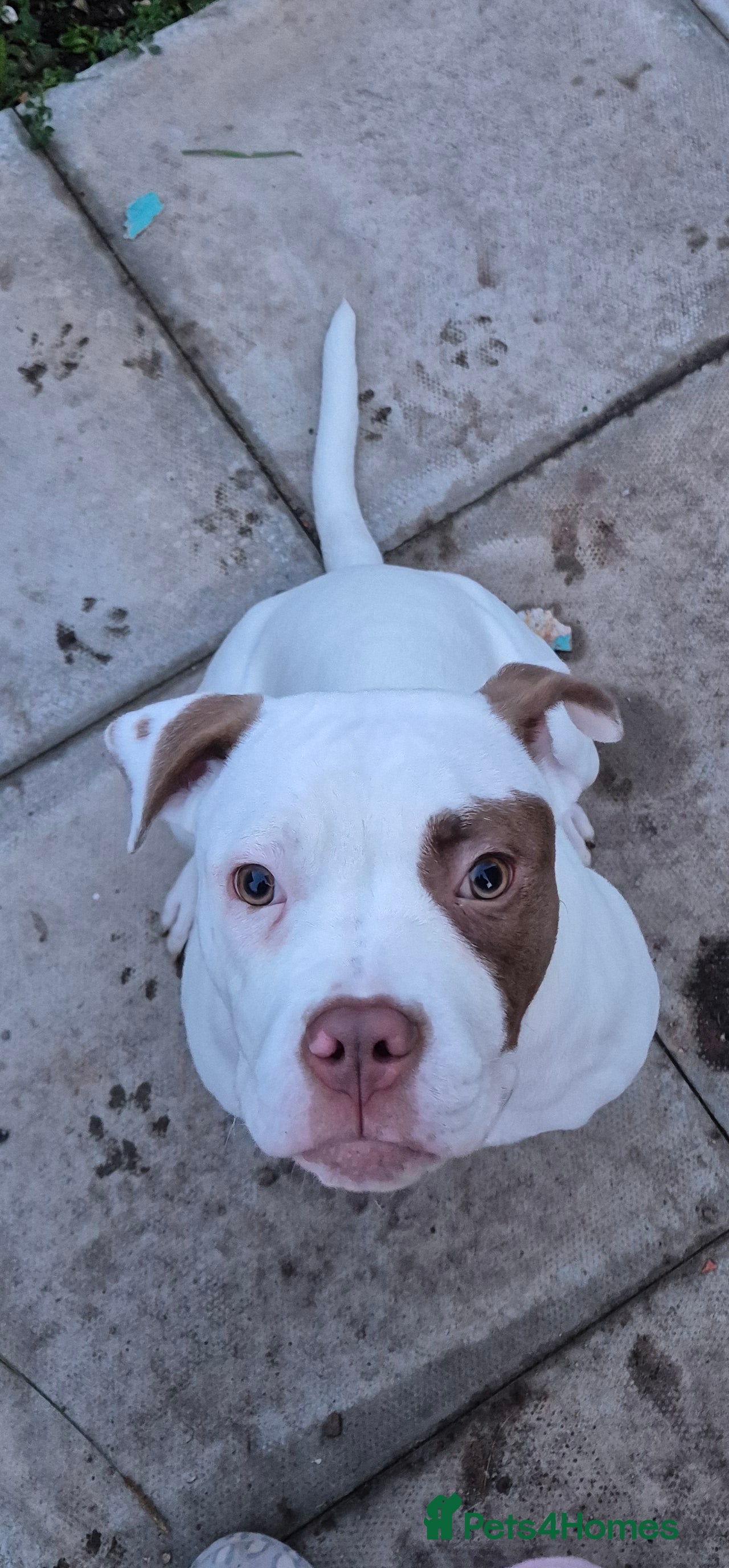 American Bulldog dogs Female American bulldog - Advert 2