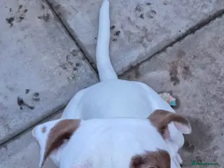 American Bulldog dogs Female American bulldog - Advert 1