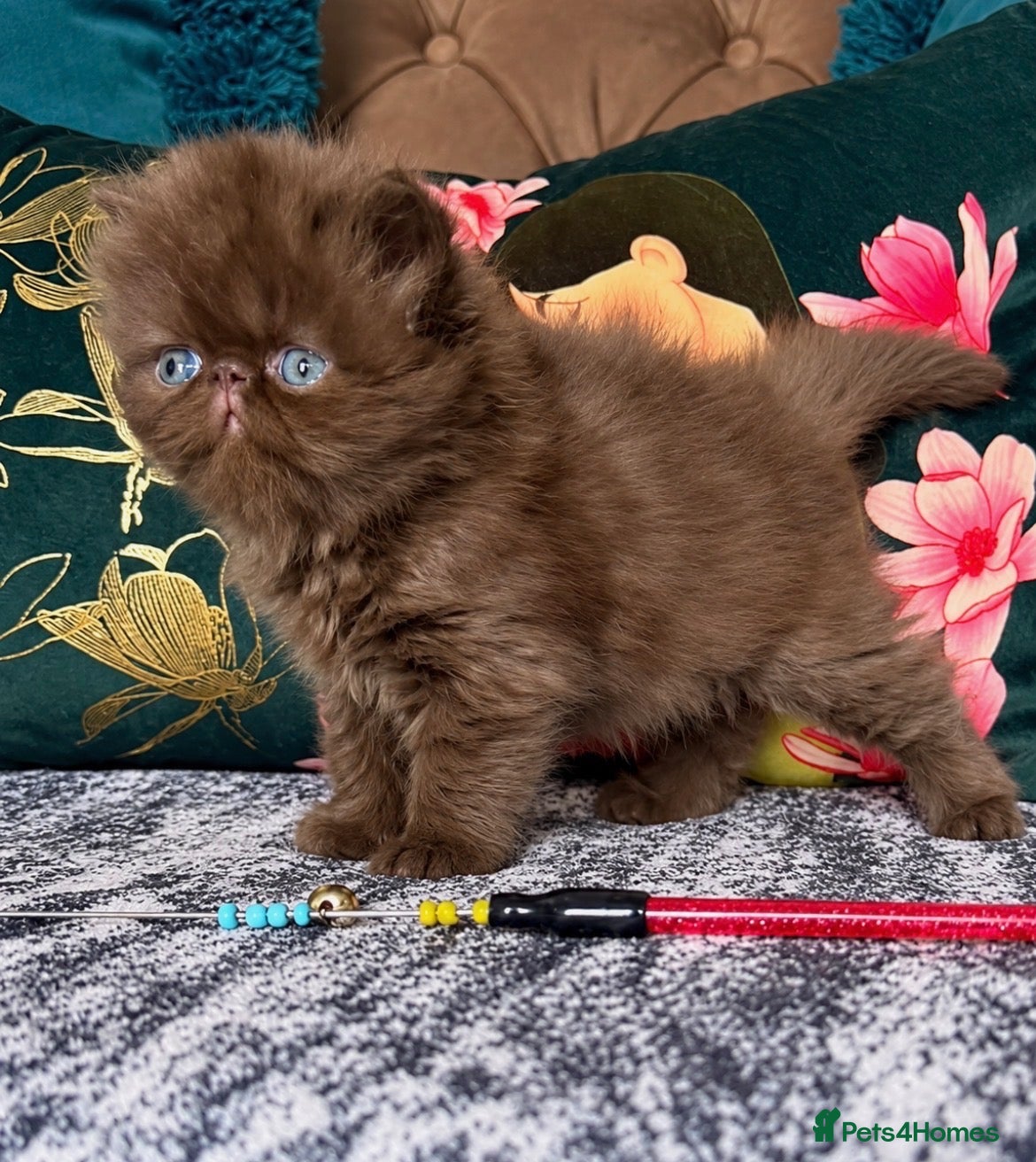 Exotic cats Last Chocolate Persian Kitten  - Advert 1
