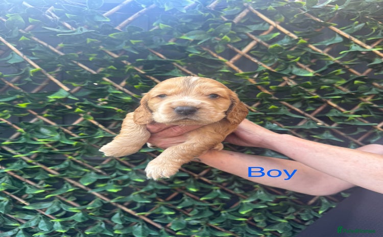 Cocker Spaniel dogs - Advert 5