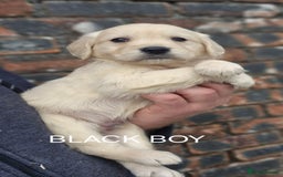 Golden Retriever dogs for sale: KC GOLDEN RETRIEVER PUPPIES HEALTH TESTED PARENTS  - Image 25