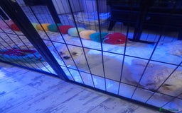 Poochon dogs for sale: Beautiful Poochon Puppies - Image 15