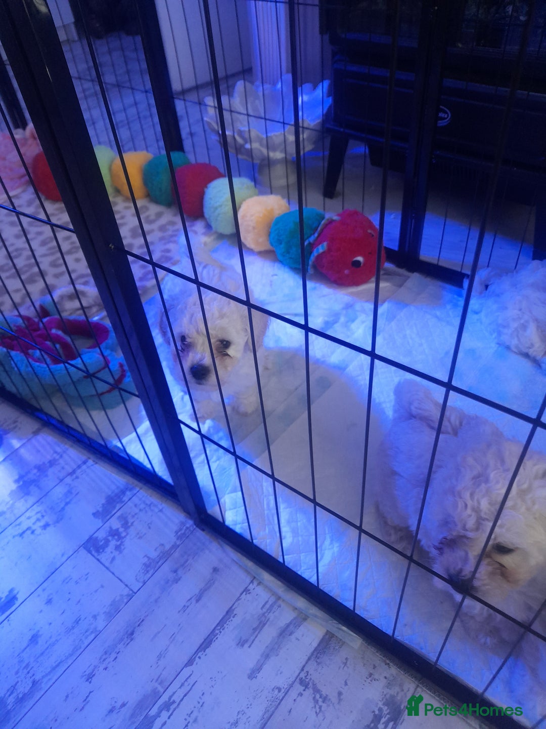 Poochon dogs for sale: Beautiful Poochon Puppies - Image 15