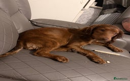 Cockapoo dogs for sale: Cockapoo for sale  - Image 1