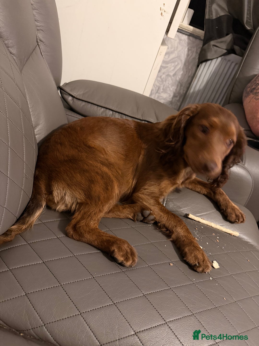 Cockapoo dogs for sale: Cockapoo for sale  - Image 1