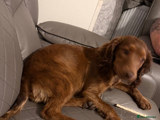 Cockapoo dogs - Advert 8