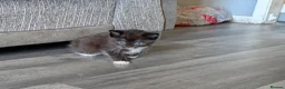 Mixed Breed cats for sale: Kittens looking for a forever home - Advert 2