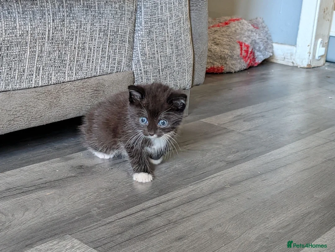 Mixed Breed cats for sale: Kittens looking for a forever home - Advert 2