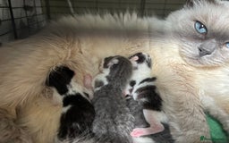 Ragdoll cats for sale: Half ragdoll male kitten 1 left  - Image 1