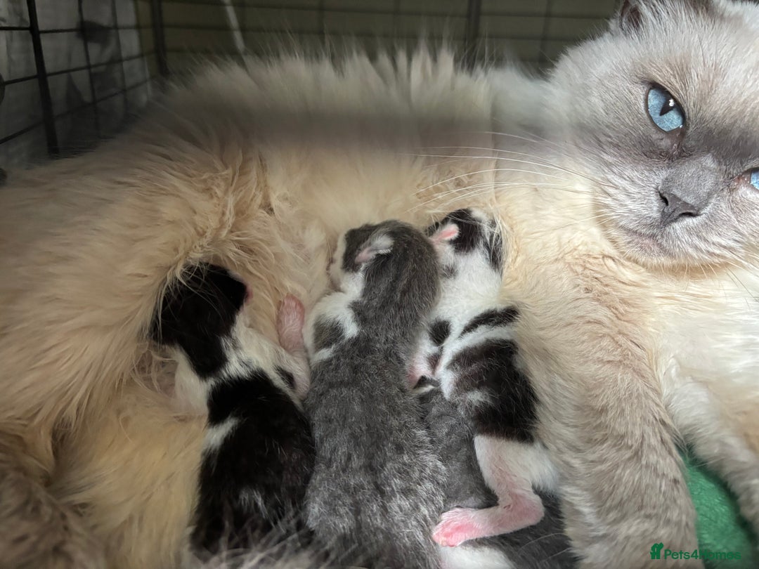 Ragdoll cats for sale: Half ragdoll male kitten 1 left  - Image 1
