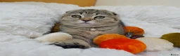 British Shorthair cats for sale: Golden Tabby Kittens  - Advert 4