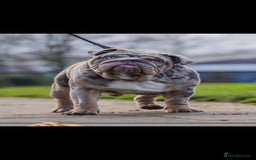 English Bulldog dogs for sale: Outstanding English bulldog puppies  - Image 18